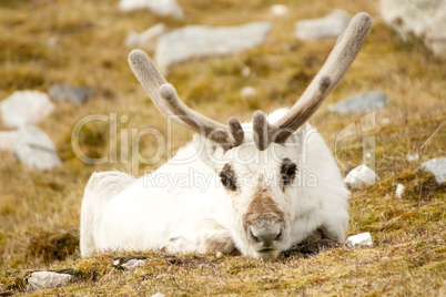Close-up of prone reindeer staring at camera