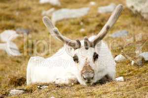 Close-up of prone reindeer staring at camera