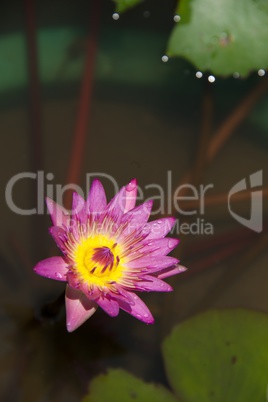 Close-up of purple water lily among leaves