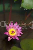 Close-up of purple water lily among leaves
