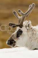 Close-up of reindeer head on snowy ridge