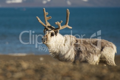 Close-up of reindeer on a shingle beach