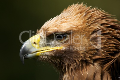 Close-up of ruffled head of golden eagle