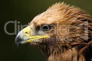 Close-up of ruffled head of golden eagle