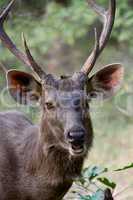 Close-up of sambar deer