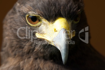 Close-up of sunlit Harris hawk looking down