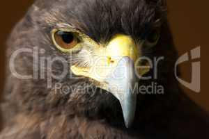 Close-up of sunlit Harris hawk looking down