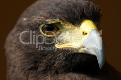 Close-up of sunlit Harris hawk looking right