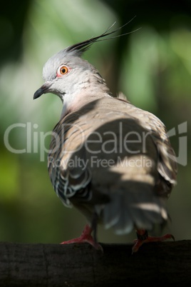 Close-up of sunlit crested pigeon on branch