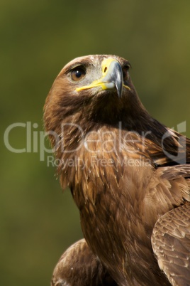 Close-up of sunlit golden eagle from below