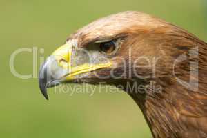 Close-up of sunlit golden eagle head staring