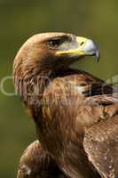 Close-up of sunlit golden eagle looking back