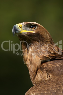Close-up of sunlit golden eagle staring upwards