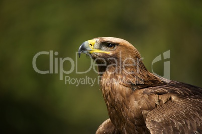 Close-up of sunlit golden eagle looking up