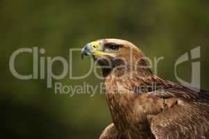 Close-up of sunlit golden eagle looking up