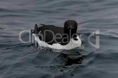 Close-up of swimming guillemot looking at camera