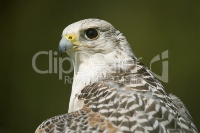 Close-up of sunlit gyrfalcon head and neck