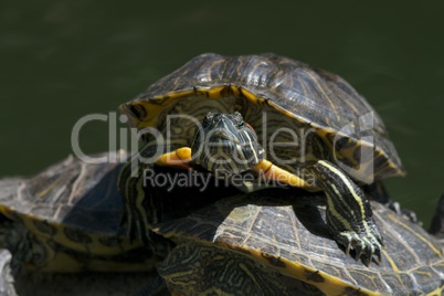 Close-up of terrapin staring at the camera