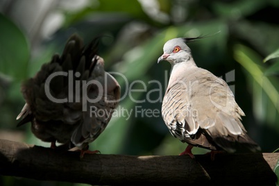 Close-up of two crested pigeons on branch