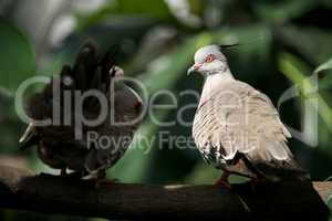 Close-up of two crested pigeons on branch