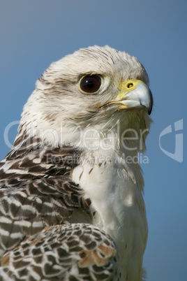 Close-up of white gyrfalcon against blue sky