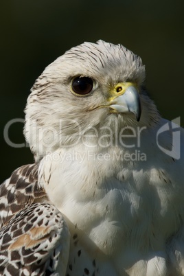 Close-up of white gyrfalcon head and breast