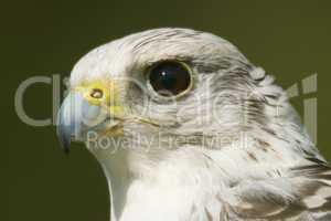 Close-up of white gyrfalcon head in sunshine