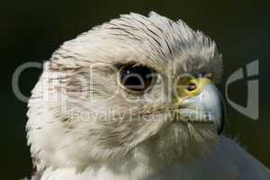 Close-up of white gyrfalcon head in profile