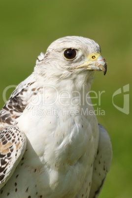 Close-up of white gyrfalcon staring into distance