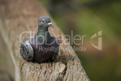 Close-up of woodpigeon lying on wooden fence