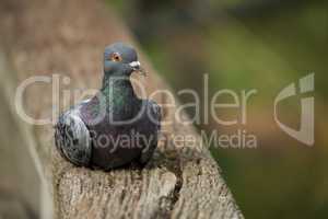 Close-up of woodpigeon lying on wooden fence