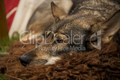 Close-up of wolf dog lying on rug