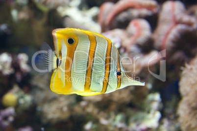 Copperband butterflyfish swimming through a coral reef