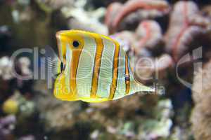 Copperband butterflyfish swimming through a coral reef