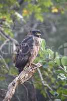 Crested serpent eagle on a branch