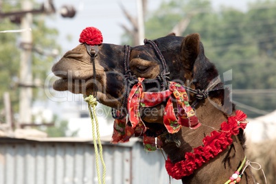 Decorated camel's head