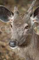Face of sambar deer turned