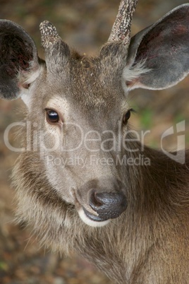 Face of sambar deer