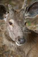 Face of sambar deer
