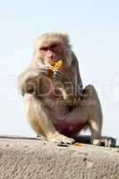 Female rhesus macaque eating