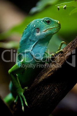 Fiji iguana in profile on tree branch