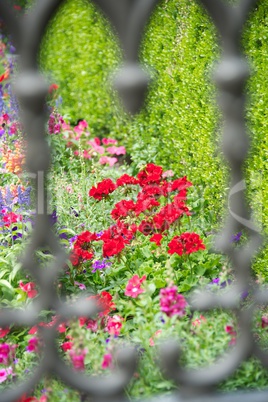 Flowers in Temple Square