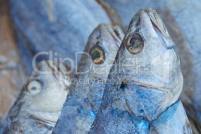 Fly on one of three blue fish