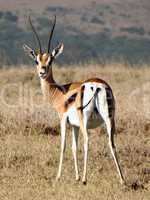 Grant's gazelle