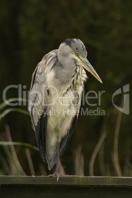 Grey heron perched on fence looking down