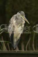 Grey heron perched on fence looking down