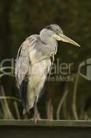 Grey heron perched on green wooden fence