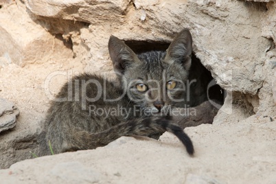 Grey kitten staring suspiciously