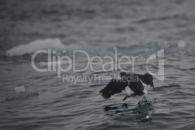 Guillemot running over water to take off