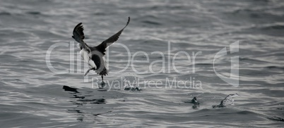 Guillemot taking off by hopping over water